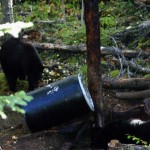 bear-hunting-02 bear-hunting-02