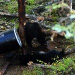 bear-hunting-03 bear-hunting-03
