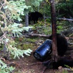 bear-hunting-01 bear-hunting-01